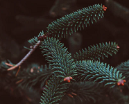 mindtouch.page#thumbnail